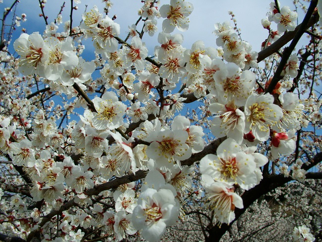南高梅の開花